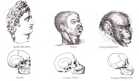 skulls human brain nigger difference between race races intelligence skull african whites blacks 2010 scientific differ racial curve bell november