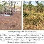 How Massive Increases of Grazing Livestock Can Save the Planet!